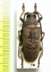 Titoceres jaspideus  Malawi - INSECTS-STORE.RU