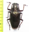 Scatopyrodes beltii  Costa Rica 40mm - INSECTS-STORE.RU