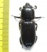 Passalidae sp.  Ecuador - INSECTS-STORE.RU