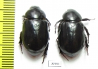 Dynastinae sp.  Panama - INSECTS-STORE.RU
