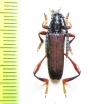 Ipothalia cambodgensis  Vietnam - INSECTS-STORE.RU