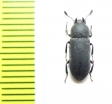 Cryphaeus sp.  Malaysia - INSECTS-STORE.RU