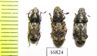 Anthribidae sp.  Indonesia, Tanimbar isls. - INSECTS-STORE.RU