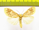 Erebidae sp.  Nepal - INSECTS-STORE.RU