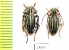 Dorcadion komarovi kryzhanovskii, pair  Turkmenistan - INSECTS-STORE.RU