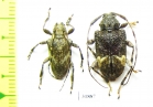 Cerambycidae sp.  Panama - INSECTS-STORE.RU