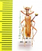 Leptorhabdium caucasicum  Russia, Krasnodar reg. - INSECTS-STORE.RU