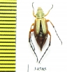 Macrodactylini sp.  Costa Rica - INSECTS-STORE.RU