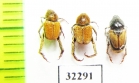 Hopliini sp.  South Africa Rep. - INSECTS-STORE.RU