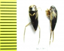 Hemiptera sp.  India - INSECTS-STORE.RU