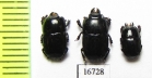 Platysoma sp.  Indonesia, Sumatra - INSECTS-STORE.RU