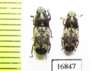 Anthribidae sp.  Indonesia, Tanimbar isls. - INSECTS-STORE.RU