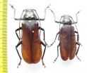Macrotoma sp.  Malawi - INSECTS-STORE.RU