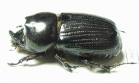 Dynastinae sp.  Indonesia, Papua - INSECTS-STORE.RU