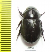 Dynastinae sp.  Panama - INSECTS-STORE.RU