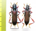Ipothalia cambodgensis  Vietnam - INSECTS-STORE.RU