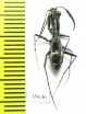 Dromica sp.  Zambia - INSECTS-STORE.RU