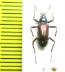 Tenebrionidae sp.  Malaysia, Borneo - INSECTS-STORE.RU