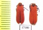 Dictyoptera aurora  Russia, Tver reg. - INSECTS-STORE.RU