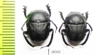 Gymnopleurus sp.  Namibia - INSECTS-STORE.RU
