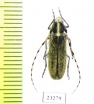 Agapanthia auliensis  Kazakhstan - INSECTS-STORE.RU