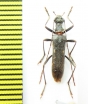 Leptorhabdium illyricum  Macedonia - INSECTS-STORE.RU