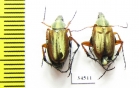 Macrodactylini, Macrodactylus sericinus  Costa Rica - INSECTS-STORE.RU
