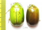 Rutelinae sp.  Panama - INSECTS-STORE.RU