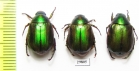 Anomala vitis  Italy - INSECTS-STORE.RU