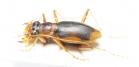 Phaeoxantha aequinoctialis  Peru - INSECTS-STORE.RU