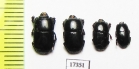 Platysoma sp.  Indonesia, Sumatra - INSECTS-STORE.RU