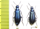 Alosimus robustus  Morocco - INSECTS-STORE.RU