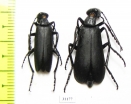 Meloidae sp.  Peru - INSECTS-STORE.RU