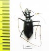 Oxycheila sp.  Ecuador - INSECTS-STORE.RU