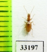 Geotrechus gallicus bigerricus  France - INSECTS-STORE.RU