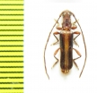Cerambycidae sp.  South Africa Rep. - INSECTS-STORE.RU