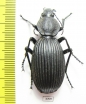 Tefflus sp.  Zambia - INSECTS-STORE.RU