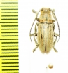 Cerambycidae sp.  Congo - INSECTS-STORE.RU