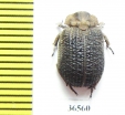 Trogidae sp.  Namibia - INSECTS-STORE.RU