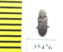 Zopheridae sp.  Mexico - INSECTS-STORE.RU