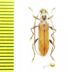 Cerambycidae sp.  Malaysia, Borneo - INSECTS-STORE.RU