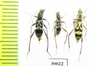 Cerambycidae sp.  Thailand - INSECTS-STORE.RU