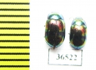 Tenebrionidae sp.  Indonesia, Kalimantan - INSECTS-STORE.RU