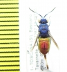 Chrysididae sp.  Italy - INSECTS-STORE.RU