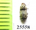 Anthribidae sp.  South Africa Rep. - INSECTS-STORE.RU