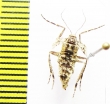 Operophtera fagata  Russia, Moscow reg. - INSECTS-STORE.RU