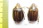 Melolonthinae sp.  South Africa Rep. - INSECTS-STORE.RU