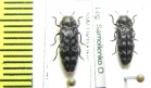 Coraebus rubi  Ukraina - INSECTS-STORE.RU