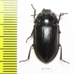 Tenebrionidae sp.  Australia - INSECTS-STORE.RU