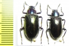 Tenebrionidae sp.  Malaysia, Borneo - INSECTS-STORE.RU